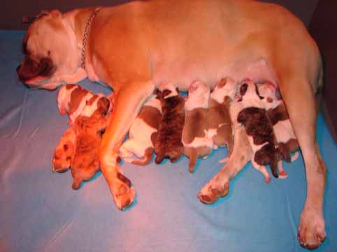 American bulldog pups